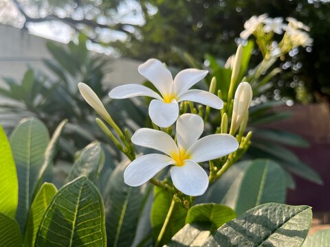 Plumeria alba is the national flower of Loas, also known as chafa, white colour, leafy background.
