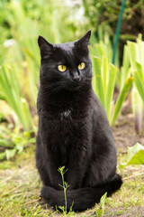 Naklejka na ściany i meble Bombay black cute cat portrait close up in green grass garden in nature