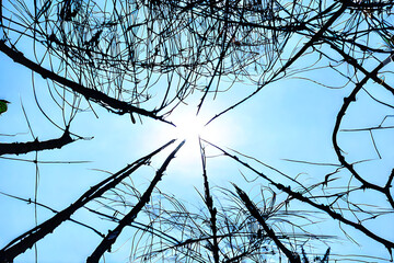 Obraz premium clear sky, Generative AI