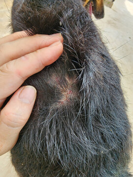 Sarcoptes or Demodex is a skin disease in dogs, cats, and fur-bearing animals. It is characterized by hair loss, red skin, itching, and sometimes the wound bleeds.