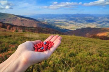 Autumn landscape - view of handful of berries in the palm of a tourist woman against the background of the mountains