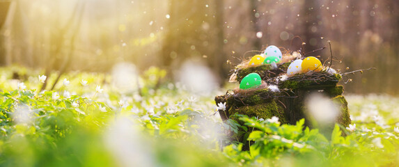 Nests with Easter eggs on a mossy stump in the forest, selective focus - season greeting card and background horizontal banner with copy space for text