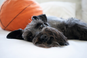 Close up Closeup shot of a black mini schnauzer dog lying on a grey couch in the living room. Cozy, animal friends concept.