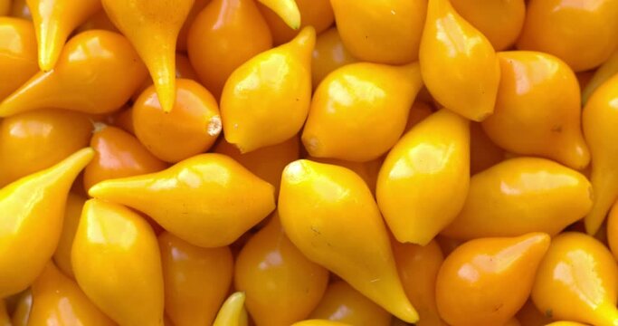 Fresh homegrown Biquinho Yellow. Brazilian mild peppers background textture. Table spin