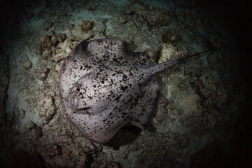 Top view of a spotted stingray