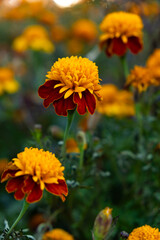 Marigolds are orange and yellow autumn flowers of the Asteraceae family, Tagetes patula.