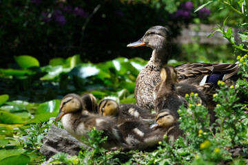 A duck with little ducklings sits on the shore of a lake, basks in the sun, and cleans its feathers There is a lot of greenery around in the background, water lilies on the surface of the water