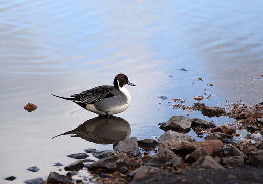 Norhern Pintail (Anas acuta) male duck in the water.