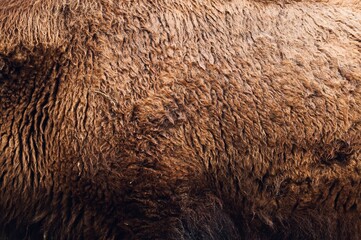 Animal fur close up. American bison texture.