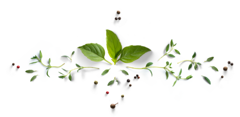Collection of fresh herb leaves. thyme and basil Spices, herbs on a white table. PNG Food background design element with transparent shadow on transparent background.