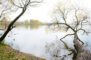 tree in the water