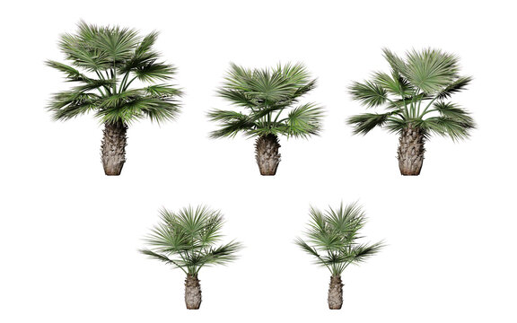3d illustration of brahea armata palm tree isolated on transparent background