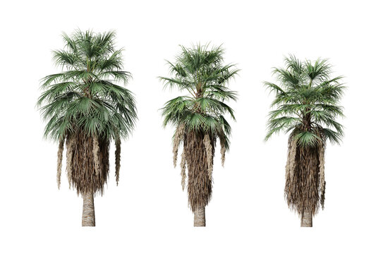 3d illustration of brahea armata palm tree isolated on transparent background