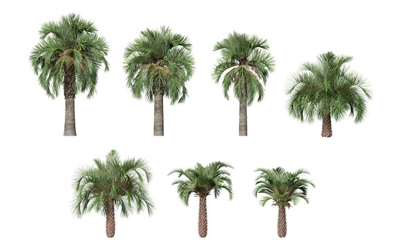 Butia Capitata palm realistic tree isolated on transparent background