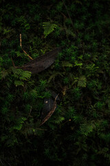 Close view of a eucalyptus leaf on moss and small ferns