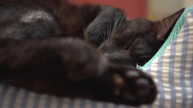 黒猫の睡眠