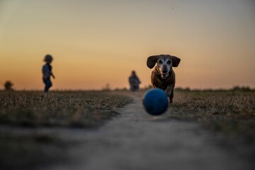 Dackel alter Hund rennt einem Ball hinterher, im Hintergrund Personen