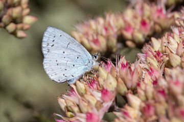 Close-up of a Holly Blue Butterfly (Celastrina argiolus) on Sedum 'Matrona'