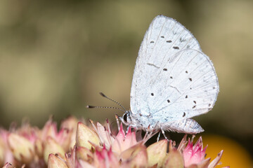 Close-up of a Holly Blue Butterfly (Celastrina argiolus) on Sedum 'Matrona' - obrazy, fototapety, plakaty
