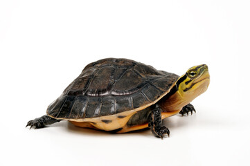 Amboina-Scharnierschildkröte // Amboina box turtle (Cuora amboinensis) 