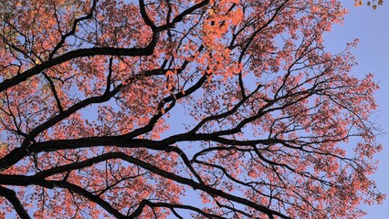 Black branch with red leaves in the autumn forest. Delaware (USA).