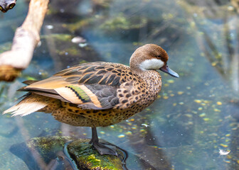 White-cheeked Pintail (Anas gibberifrons) Spotted Outdoors