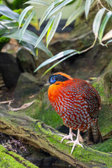 Temminck's Tragopan (Tragopan temminckii) Spotted Outdoors