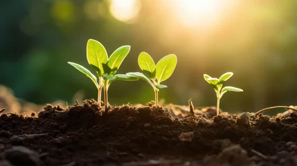 Foto op Canvas Close-up macro photo of a young green tree plant sprout growing up from the black soil the morning sunlight. © Thanaphon