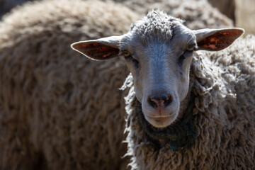 The sheep peacefully graze in the pen. A lot of beautiful lambs. The rays of the sun illuminate the white, black, and brown wool of the sheep. They huddle together, sharing warmth and companionship.