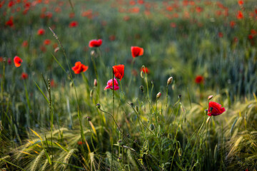 Beautiful red poppies at sunset. Field with blooming poppies. Green stems and red flowers. Beautiful field with poppies at sunset. The rays of the sun illuminate the blooming, red poppies.