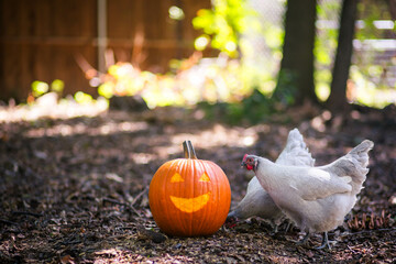 Two Lavender Orpington hens with pumpkin