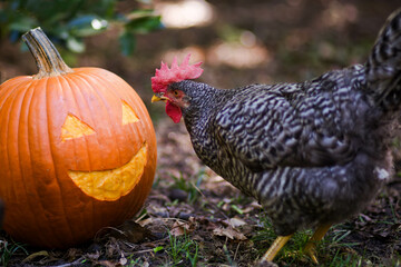 Barred Rock chicken looking at pumpkin 