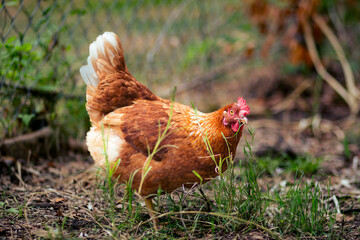 Orange hen in grass and yard