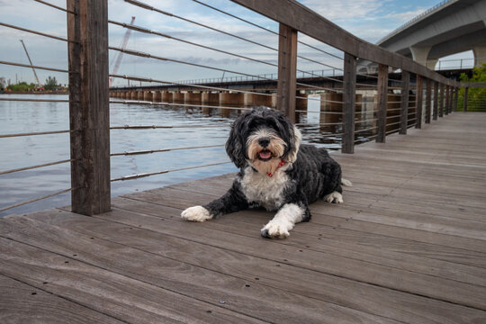 Portuguese Water Dog laying on a wooden boardwalk by a river