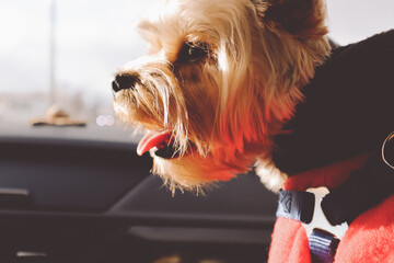 A Yorkshire Terrier dog with its tongue out is traveling in a car. Portrait of a puppy dog with...