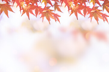 Maple leaf in autumn for background or copy space for text.
