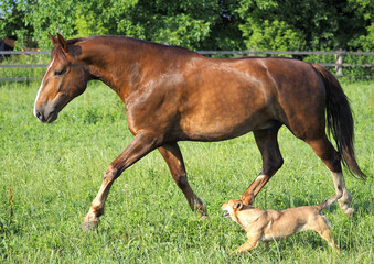 Chestnut horse and dog running across a field together