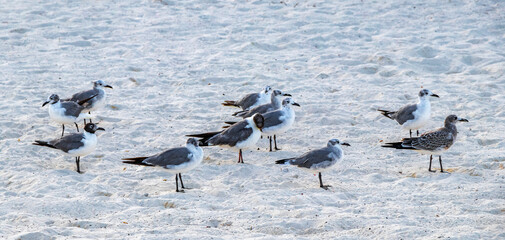 Seagull Seagulls walking on beach sand Playa del Carmen Mexico.