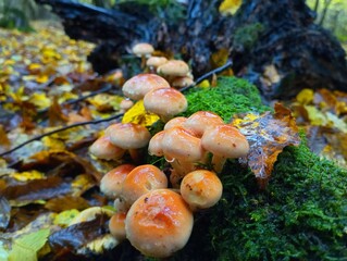 Obraz na płótnie Canvas Brick-red boletus, brick-orange false boletus — a type of inedible mushroom during the rain. Inedible mushrooms on an old oak stump covered with moss. Forest theme of recreation and mushroom picking.