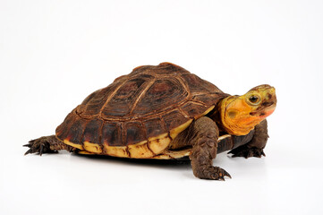 Chinese box turtle // Gelbrand-Scharnierschildkröte (Cuora flavomarginata)