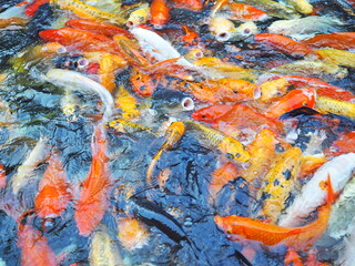 Koi fish swim in the pond. Some fish open their mouths above the water to receive food. Koi fish come in many colors such as orange, gold, black, red scales. In garden have beautiful koi fish in pond.