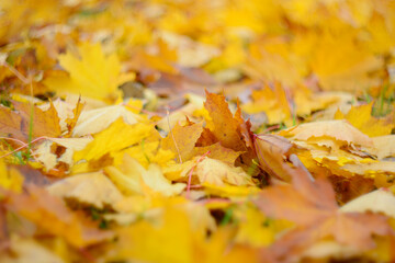 yellow autumn leaves