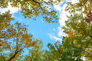The natural frame made of branches with leaves in the color of autumn. Trees in autumn colors and the blue sky in the background.