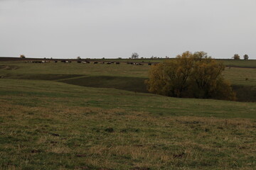 A grassy field with trees