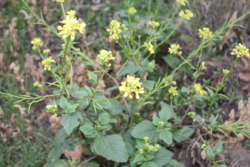 A group of yellow flowers