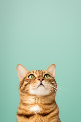 A satisfied Bengal cat looks up against the background of a colored wall.