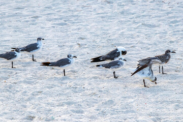 Fototapeta premium Seagull Seagulls walking on beach sand Playa del Carmen Mexico.