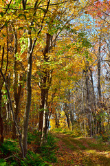 Fototapeta premium Autumn Forest Walk