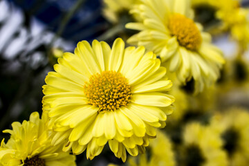 Yellow autumn flowers in the garden.