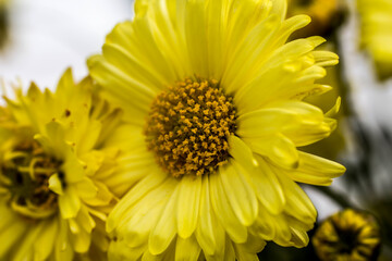Yellow autumn flowers in the garden.